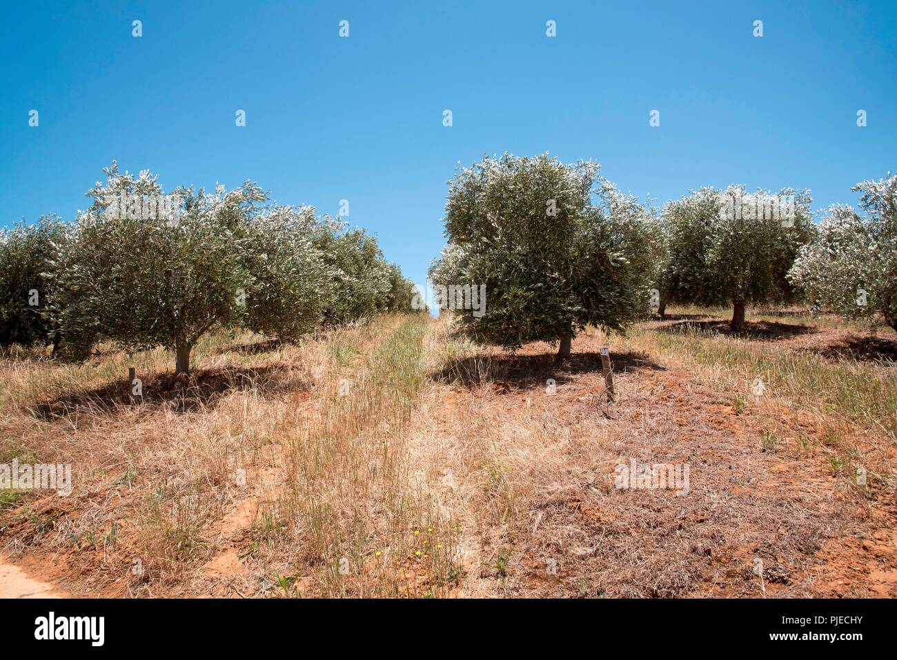 Simonsberg Stellenbosch Western Cape South Africa. Olive trees growing on the slopes of the