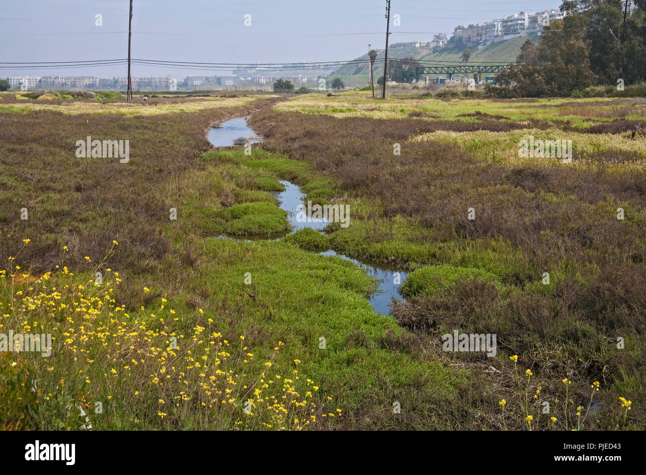 Ballona Wetlands, Playa Del Rey, Los Angeles, California Stock Photo