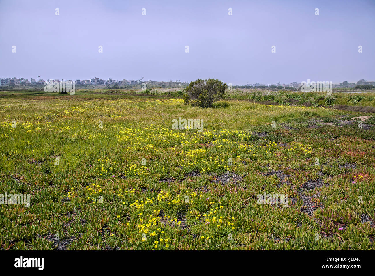 Wildflowers in Ballona Wetlands, Playa Del Rey, Los Angeles, California Stock Photo