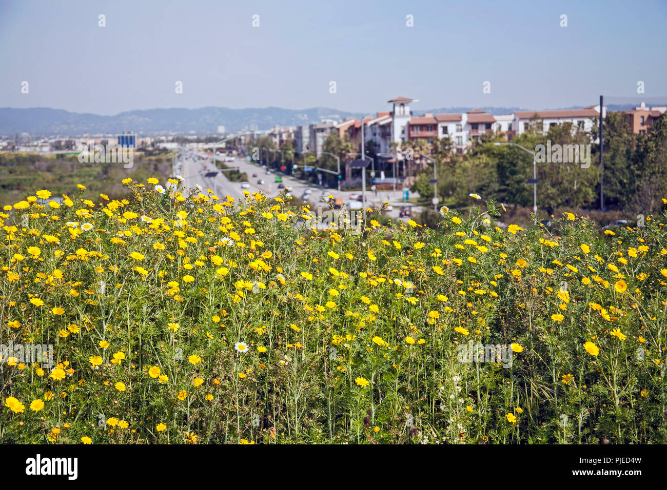 Ballona Wetlands and Playa Vista development, Los Angeles, California Stock Photo