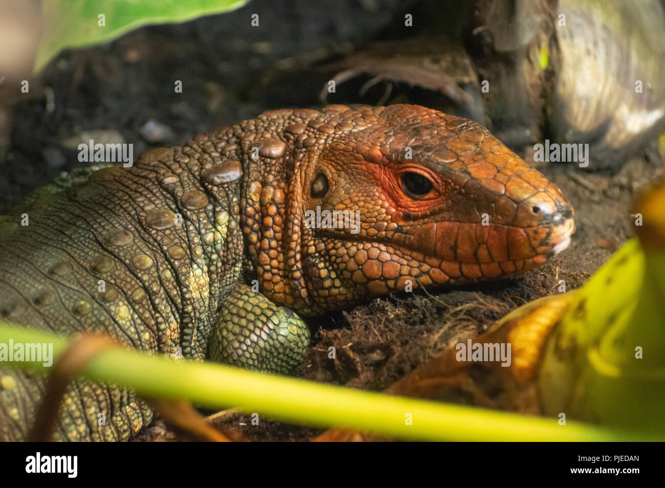 An isolated Northern Caiman lizard in captivity at the zoo. Stock Photo