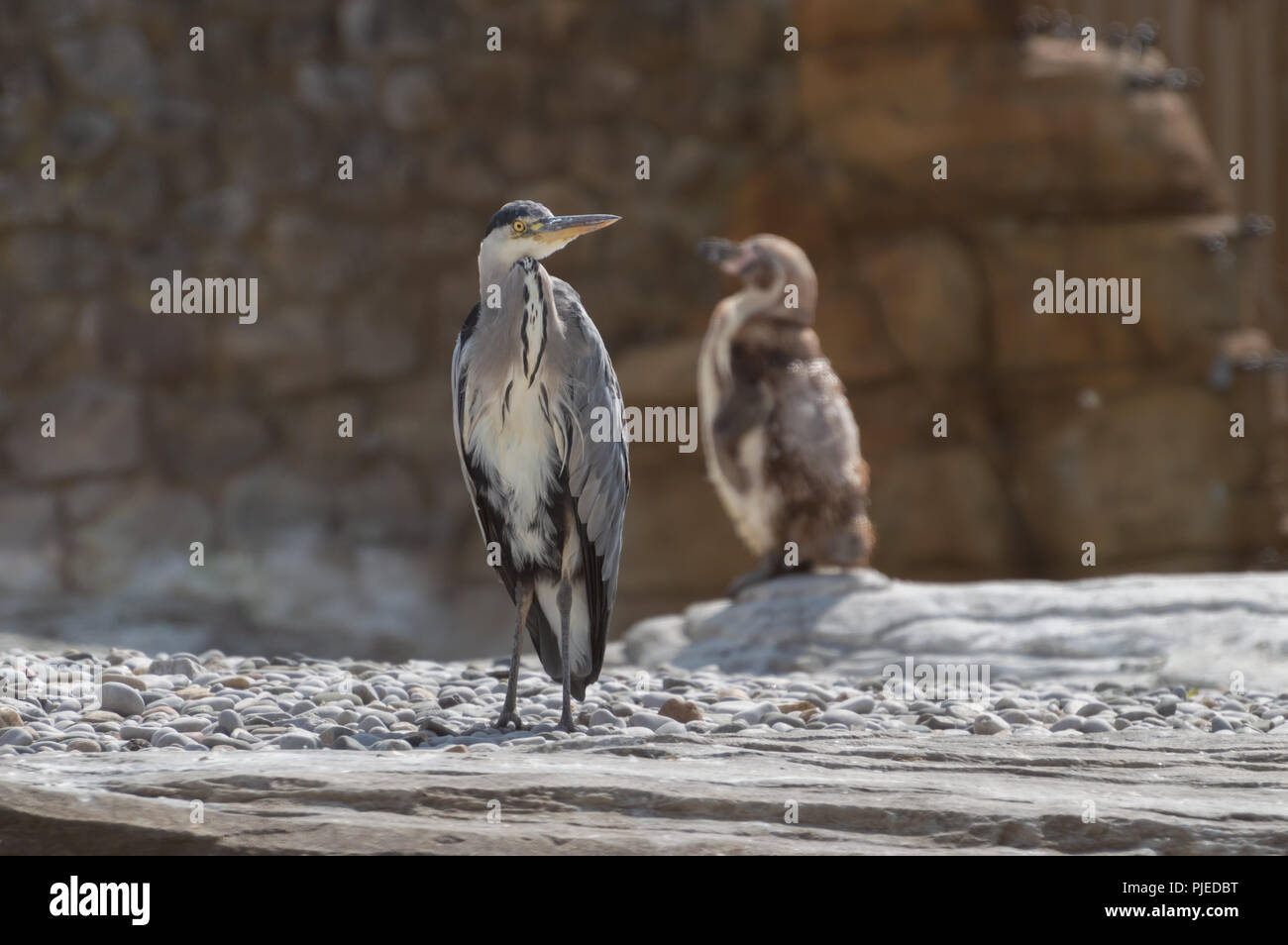 A single Grey Heron has flown in to share the Penguins feeding time at the zoo. Stock Photo