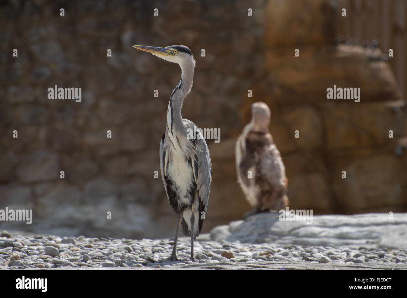 A single Grey Heron has flown in to share the Penguins feeding time at the zoo. Stock Photo