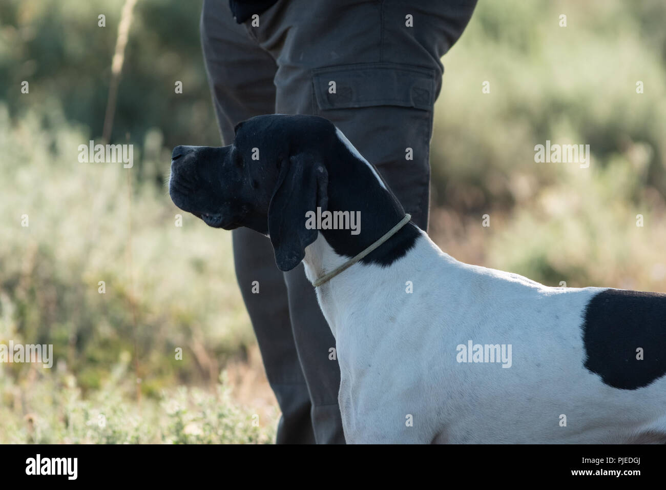 Profile view of Pointer dog with owner Stock Photo