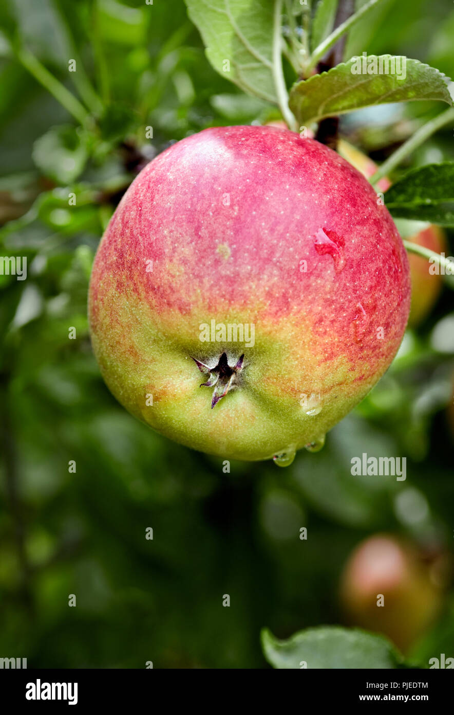 Red apples growing on tree Stock Photo