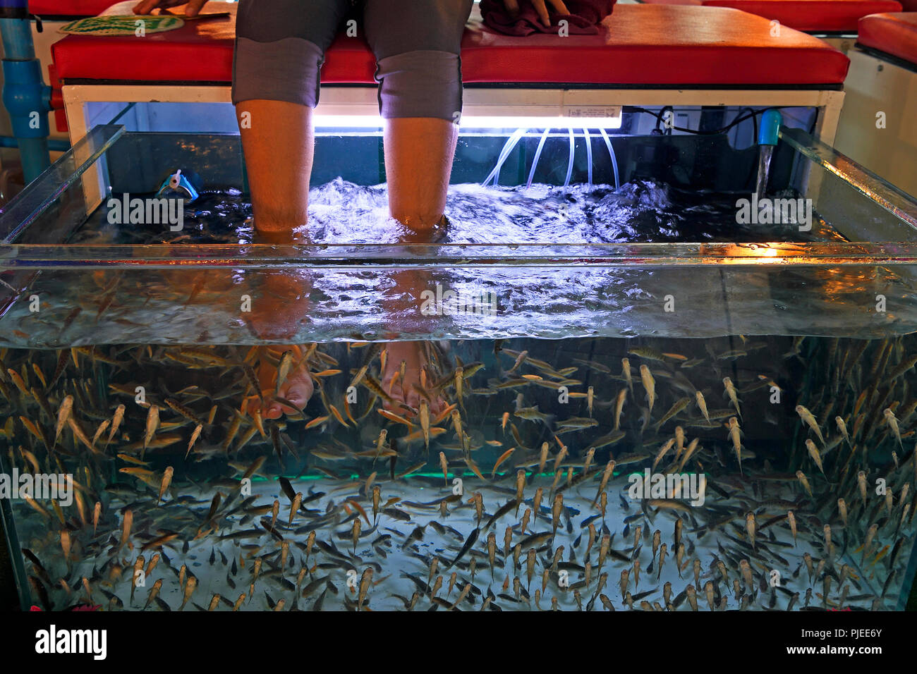 Aquarium with fishing for removing dead skin on feet and legs, Phuket, Thailand, Aquarium mit Fischen zum Entfernen von toter Haut an Füßen und Beinen Stock Photo