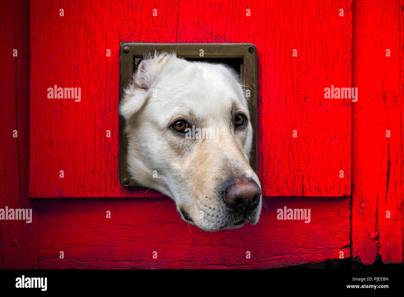 Dogs head through cat flap in red wooden door - landscape format Stock Photo