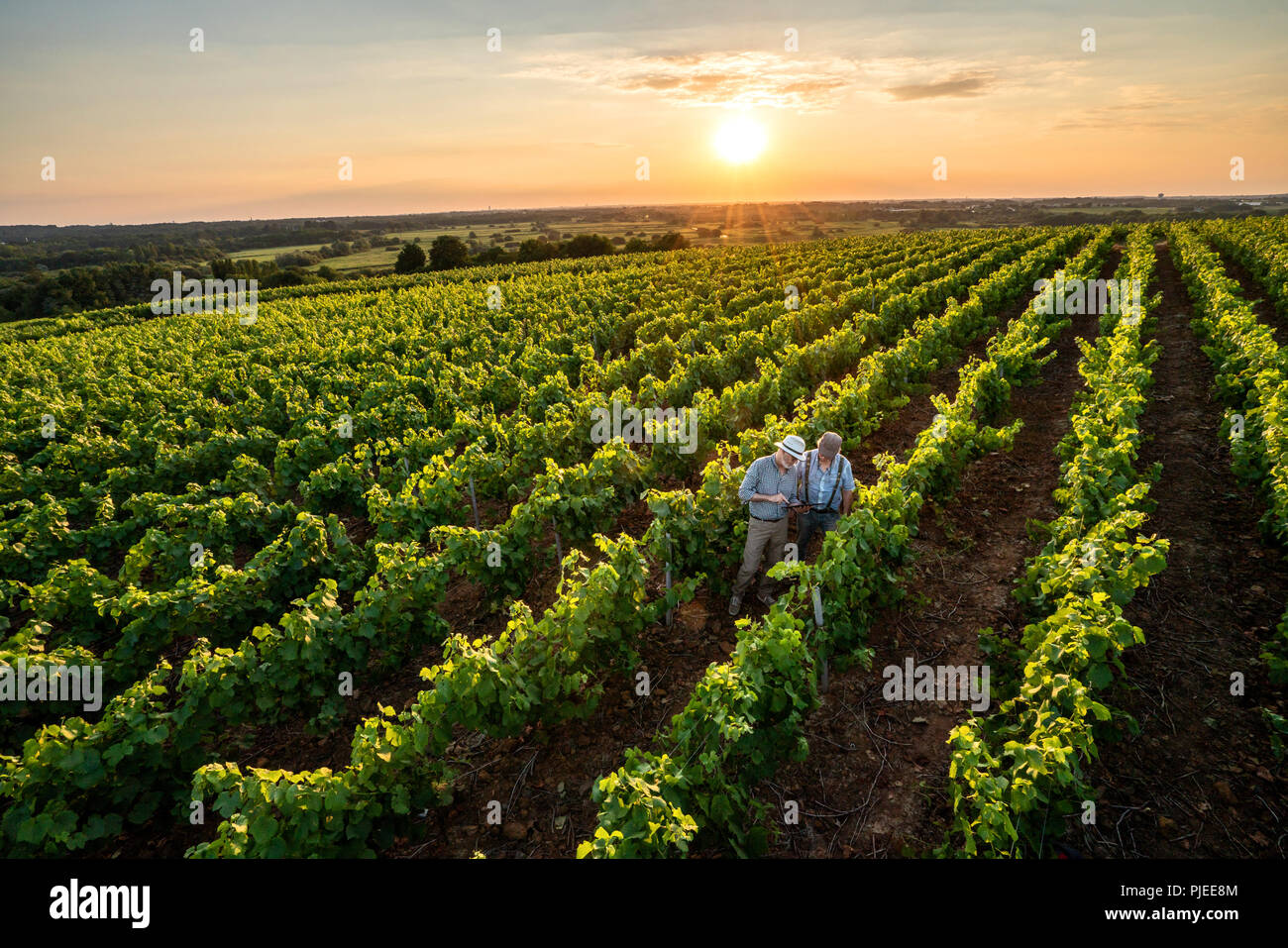 Top view. Winegrowers using a tablet, in their vines at sunset. Stock Photo