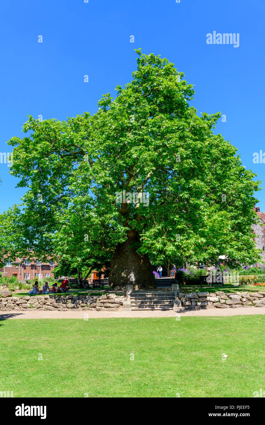 Oriental plane, Platanus orientalis in westgate gardens canterbury. Believed to be the oldest in the UK Stock Photo