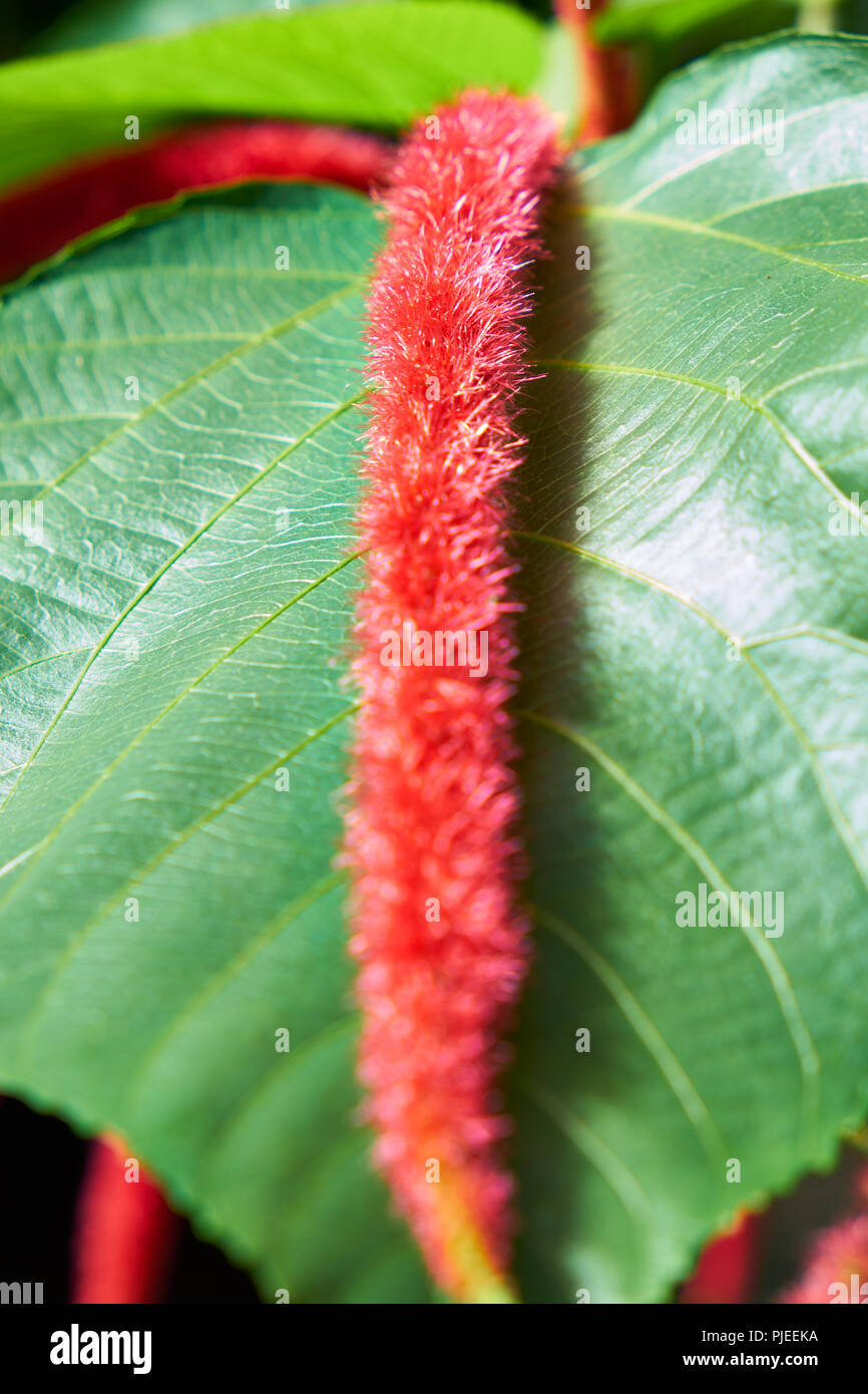 Closeup of an exotic flower (Acalypha hispida) lying symmetrical on its leaf with a shallow depth of field Stock Photo