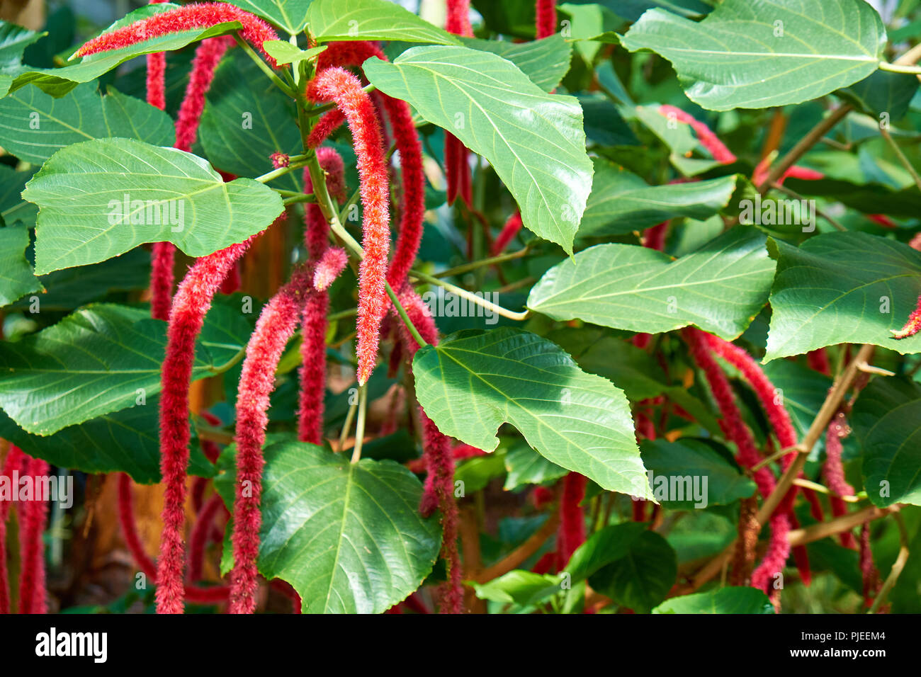 Exotic flower (Acalypha hispida) also called 'red cat's tail' with its leaves and blossoms Stock Photo