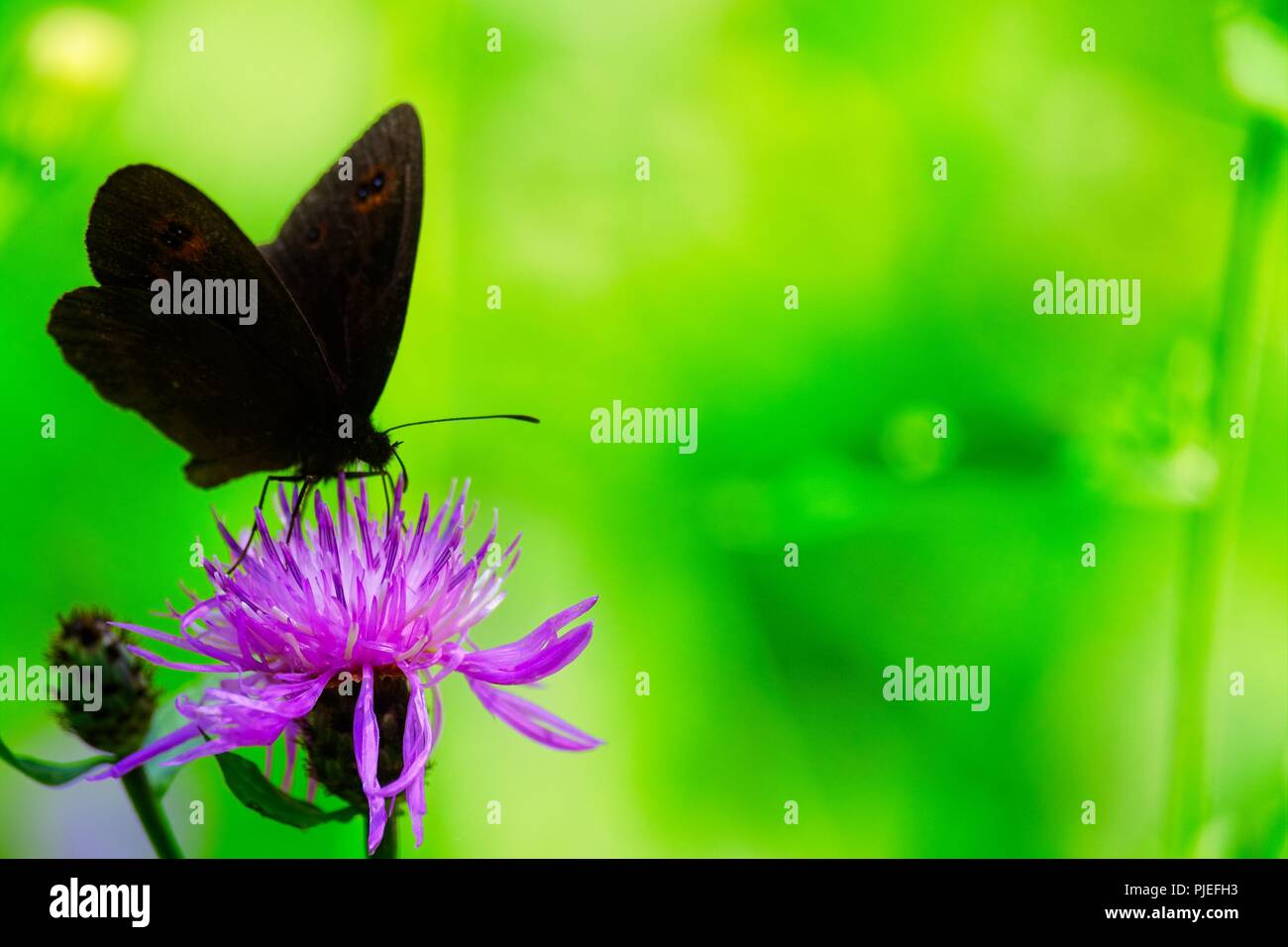 A dark brown butterfly on a purple flower against an idyllic green background Stock Photo