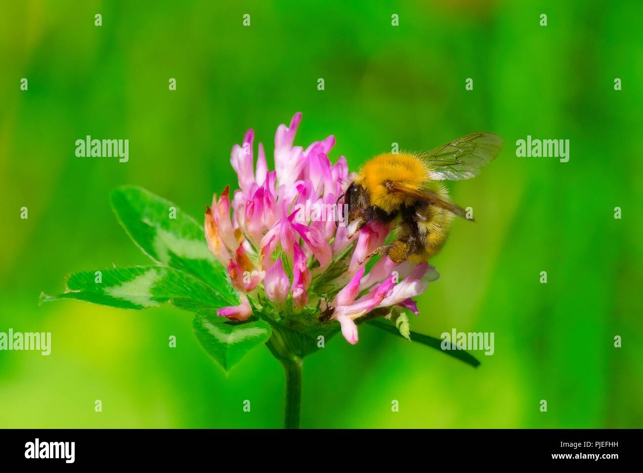 macro of a single bee on a pink mountain flower searching for nectar Stock Photo