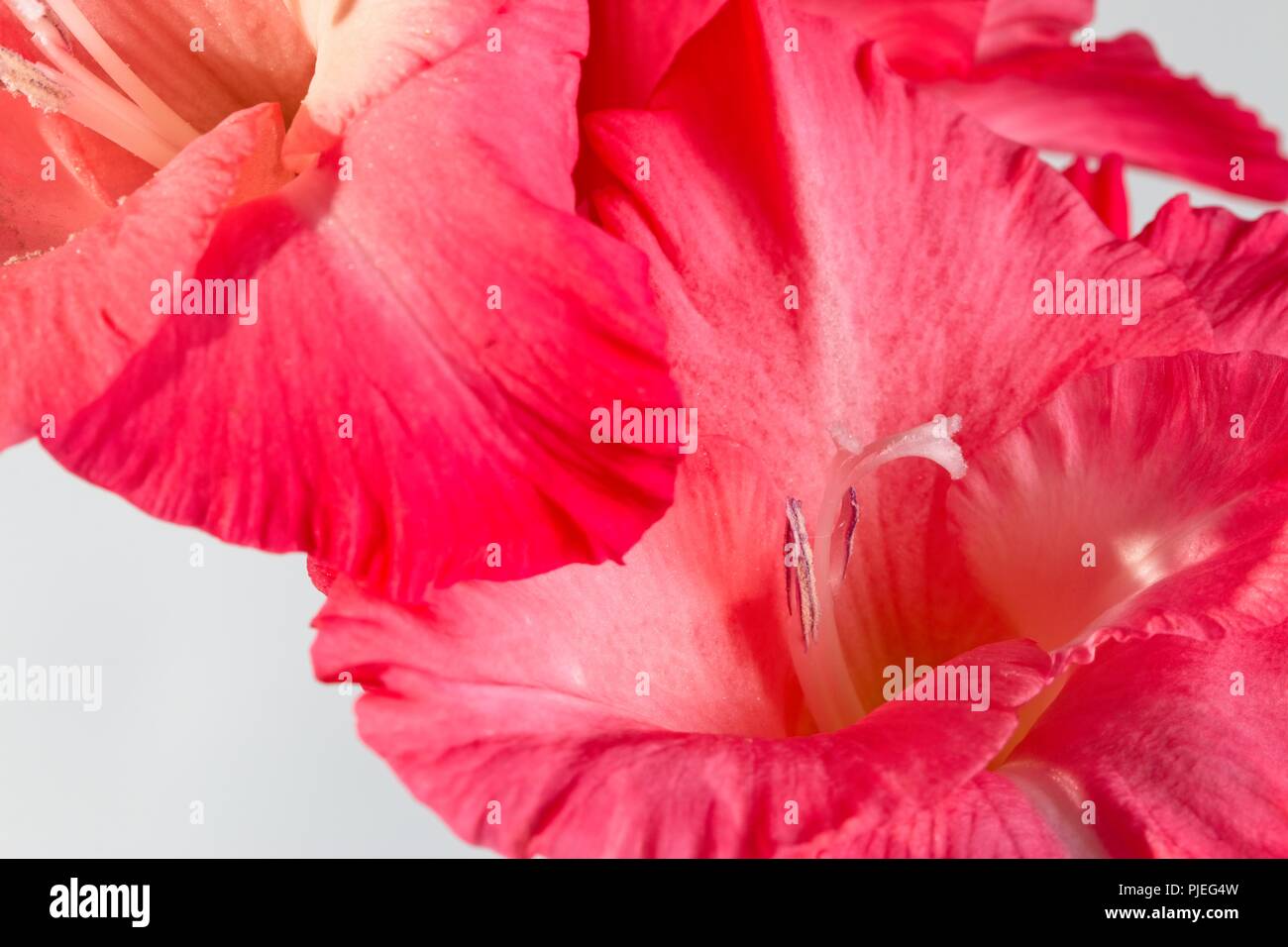 Pink Gladiola against a white background Stock Photo - Alamy