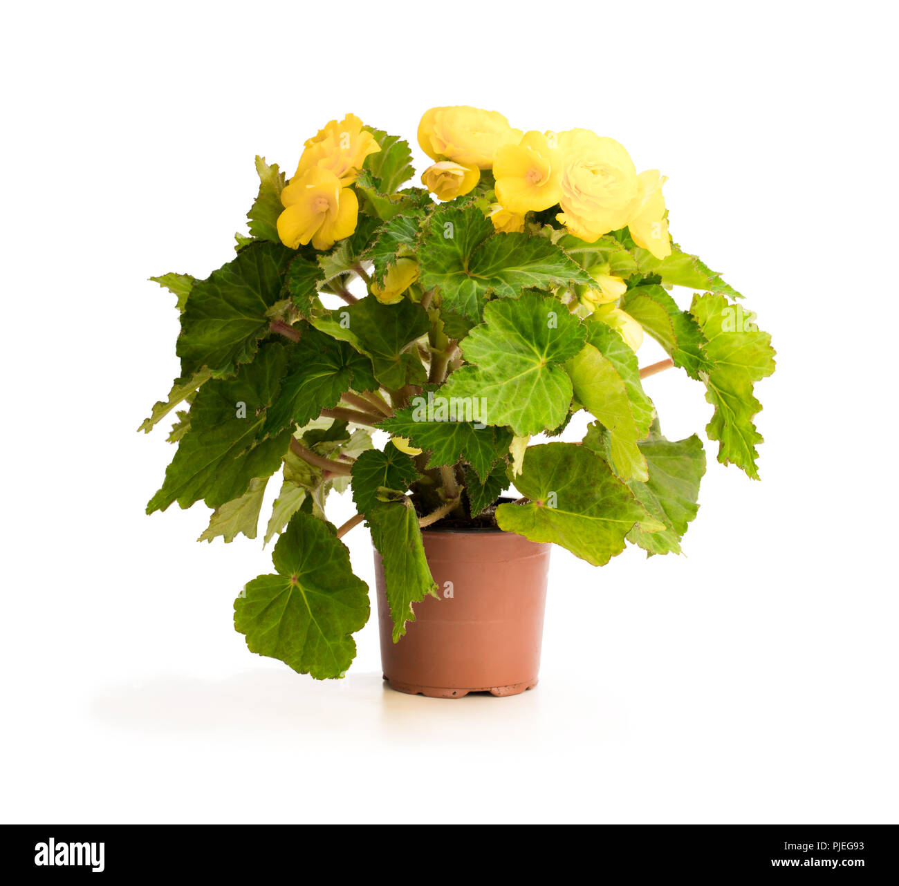 Yellow  Begonia plant in the flowerpot isolated on white Stock Photo