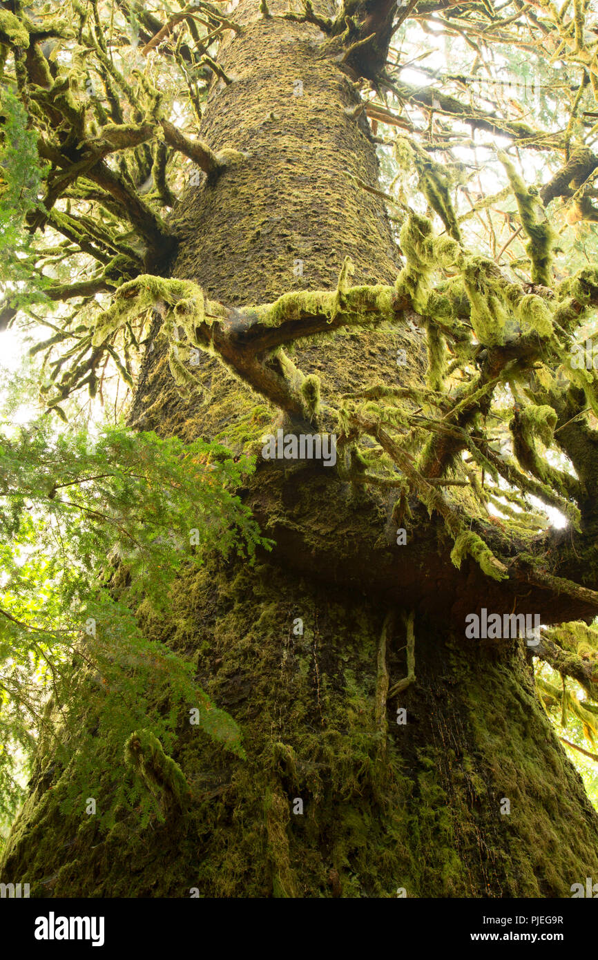 Harris Creek Spruce, Capitol Regional District, British Columbia, Canada Stock Photo