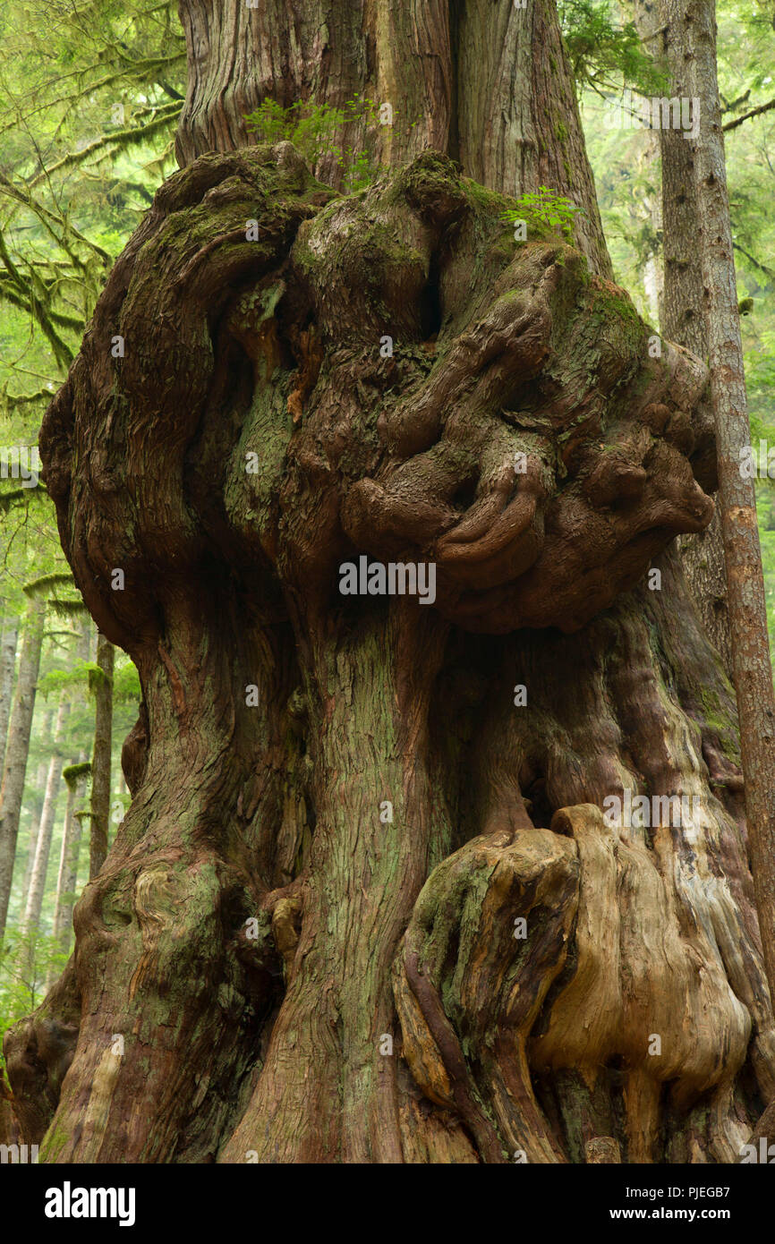 Canada's Gnarliest Tree at Avatar Grove, Capitol Regional District ...