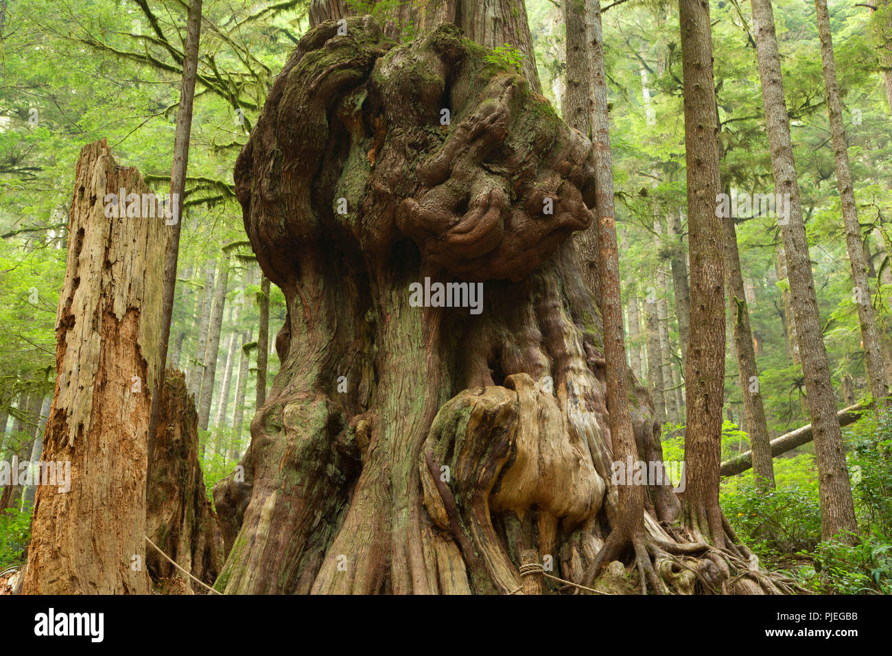 Gnarliest Tree High Resolution Stock Photography and Images - Alamy
