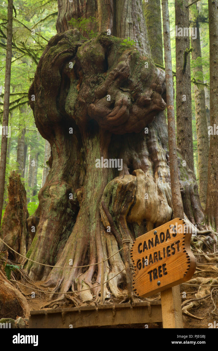 Canada's Gnarliest Tree at Avatar Grove, Capitol Regional District ...