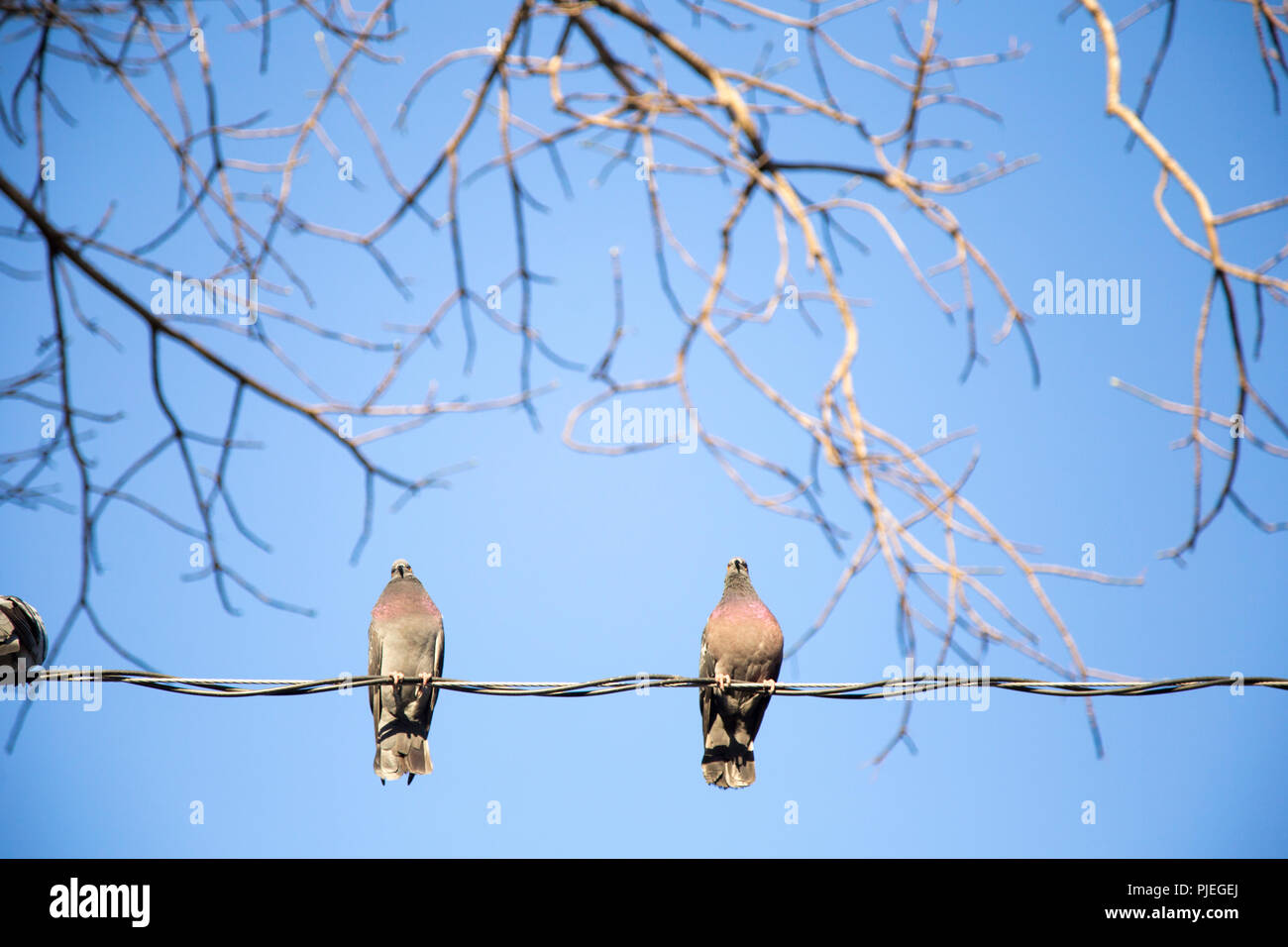 2 pigeons on a wire Stock Photo Alamy