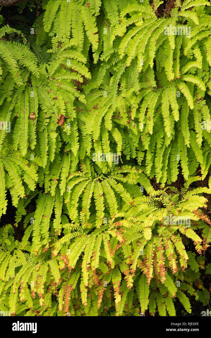 Five fingered fern along Juan de Fuca Marine Trail, Juan de Fuca Provincial Park, British Columbia, Canada Stock Photo