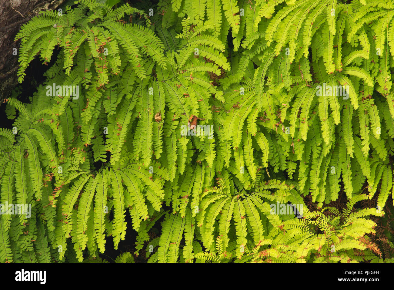 Five fingered fern along Juan de Fuca Marine Trail, Juan de Fuca Provincial Park, British Columbia, Canada Stock Photo