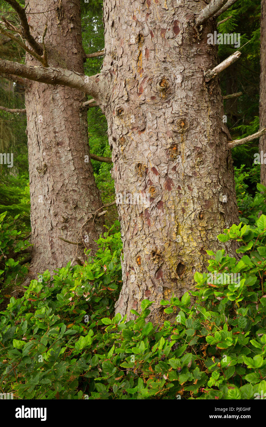 Sitka spruce at China Beach, Juan de Fuca Provincial Park, British Columbia, Canada Stock Photo