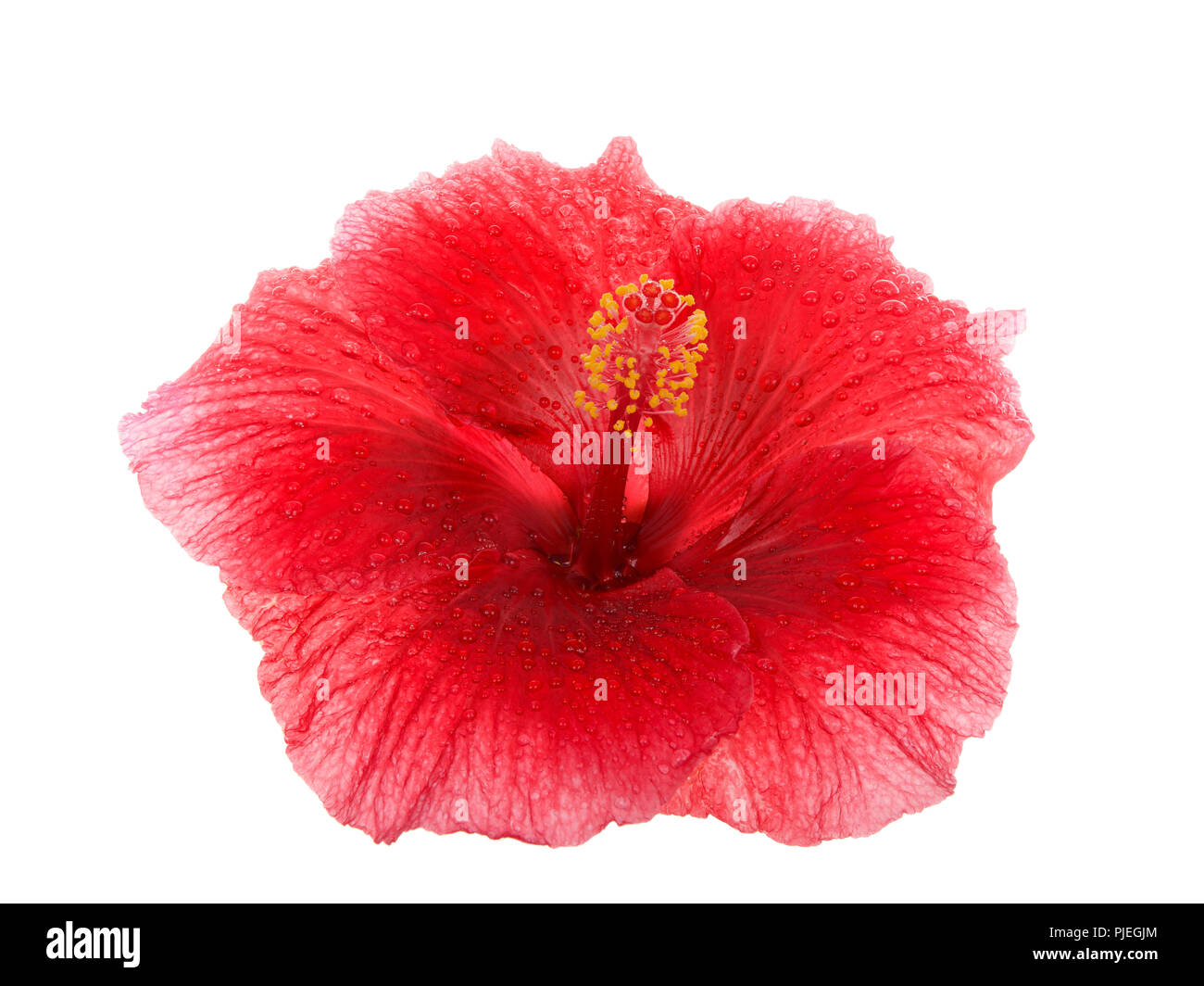Red Hibiscus flower isolated on white background. Hibiscus is a genus of  flowering plants in the mallow family, Malvaceae. Several species are  widely Stock Photo - Alamy