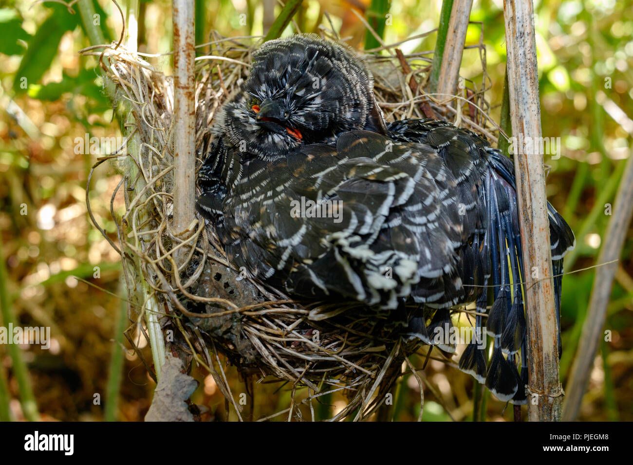 Baby cuckoo baby bird in nest hires stock photography and images Alamy