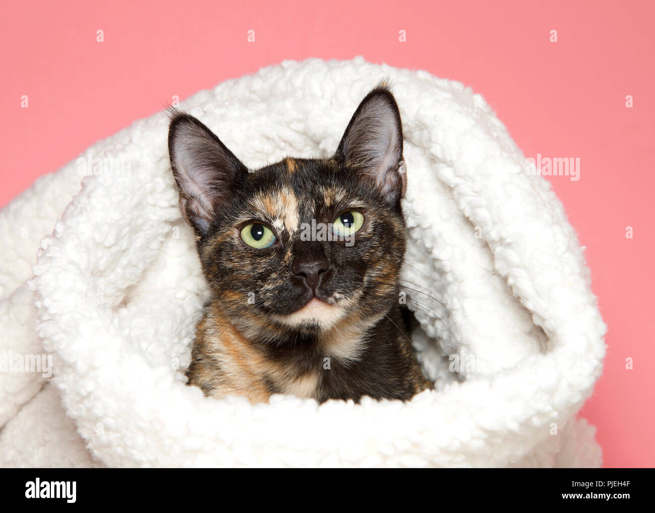 Portrait of an adorable tortie tabby kitten peaking out of a sheepskin blanket looking directly at viewer, pink background. Stock Photo
