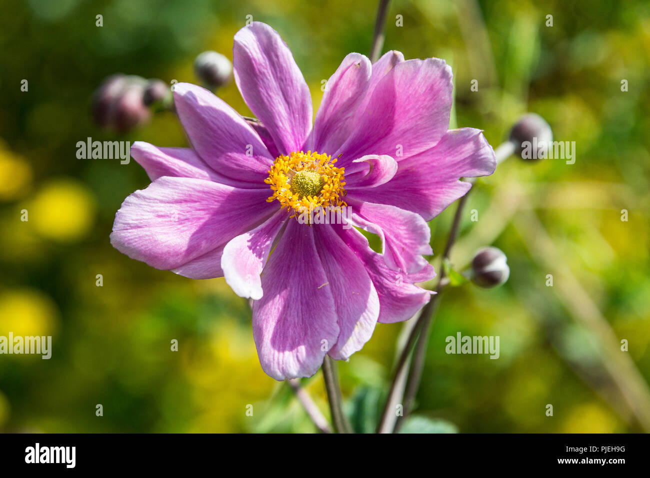Japanese anemone flower (Anemone × hybrida) Stock Photo