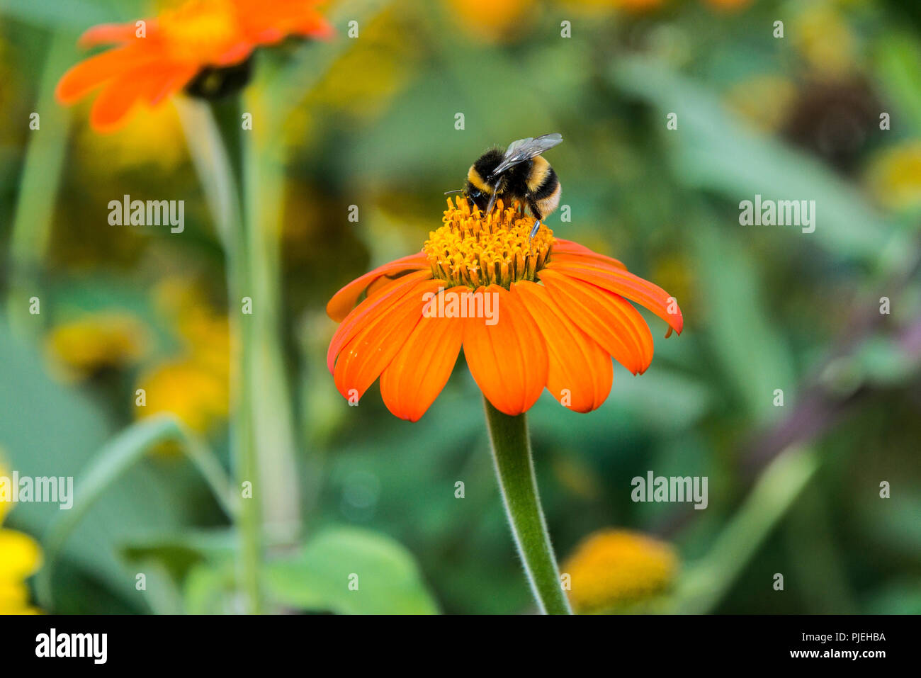 A bumble bee on a Mexican sunflower 'Torch' (Tithonia rotundifolia 'Torch') Stock Photo