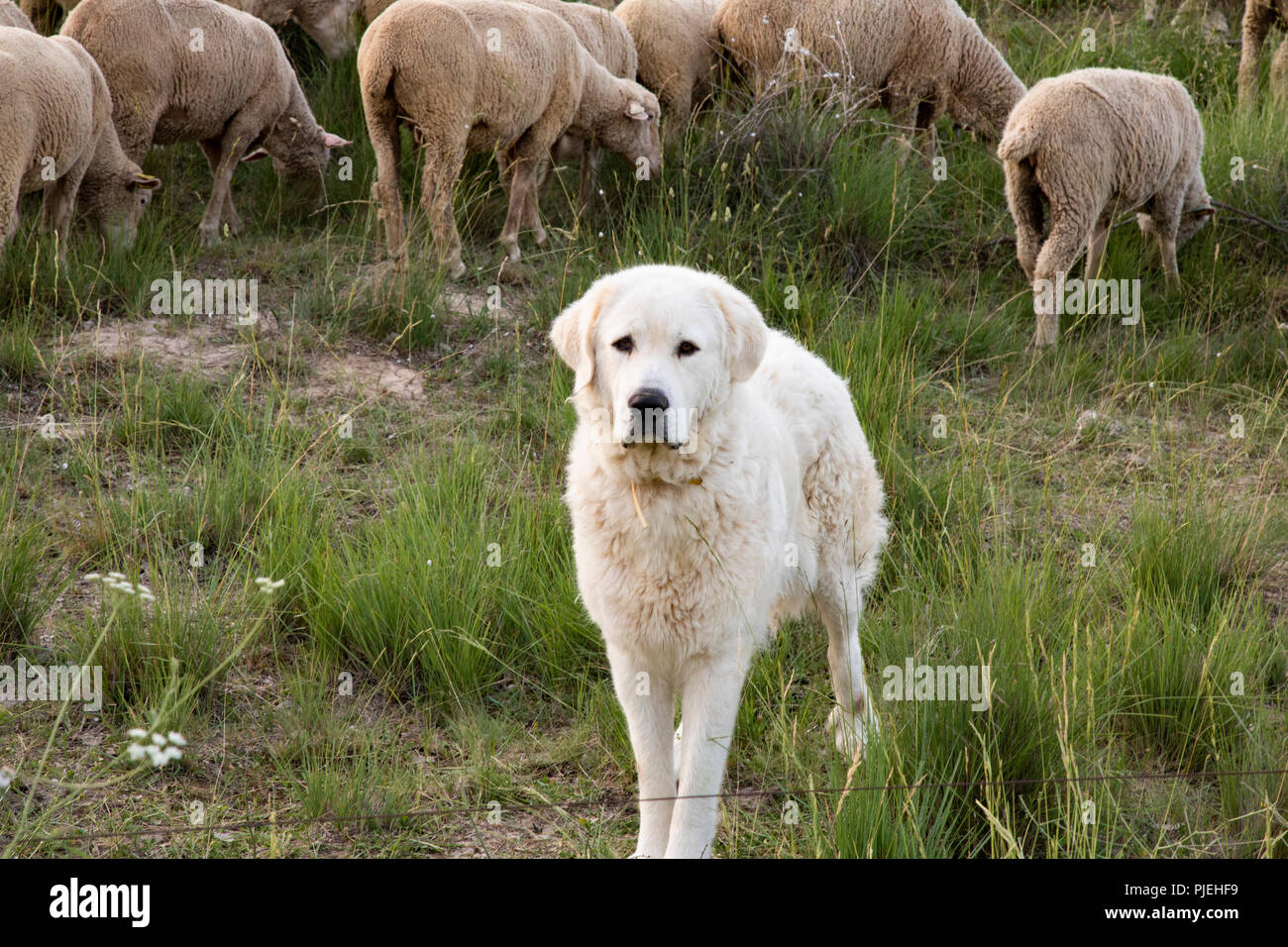 great pyrenees guard sheep
