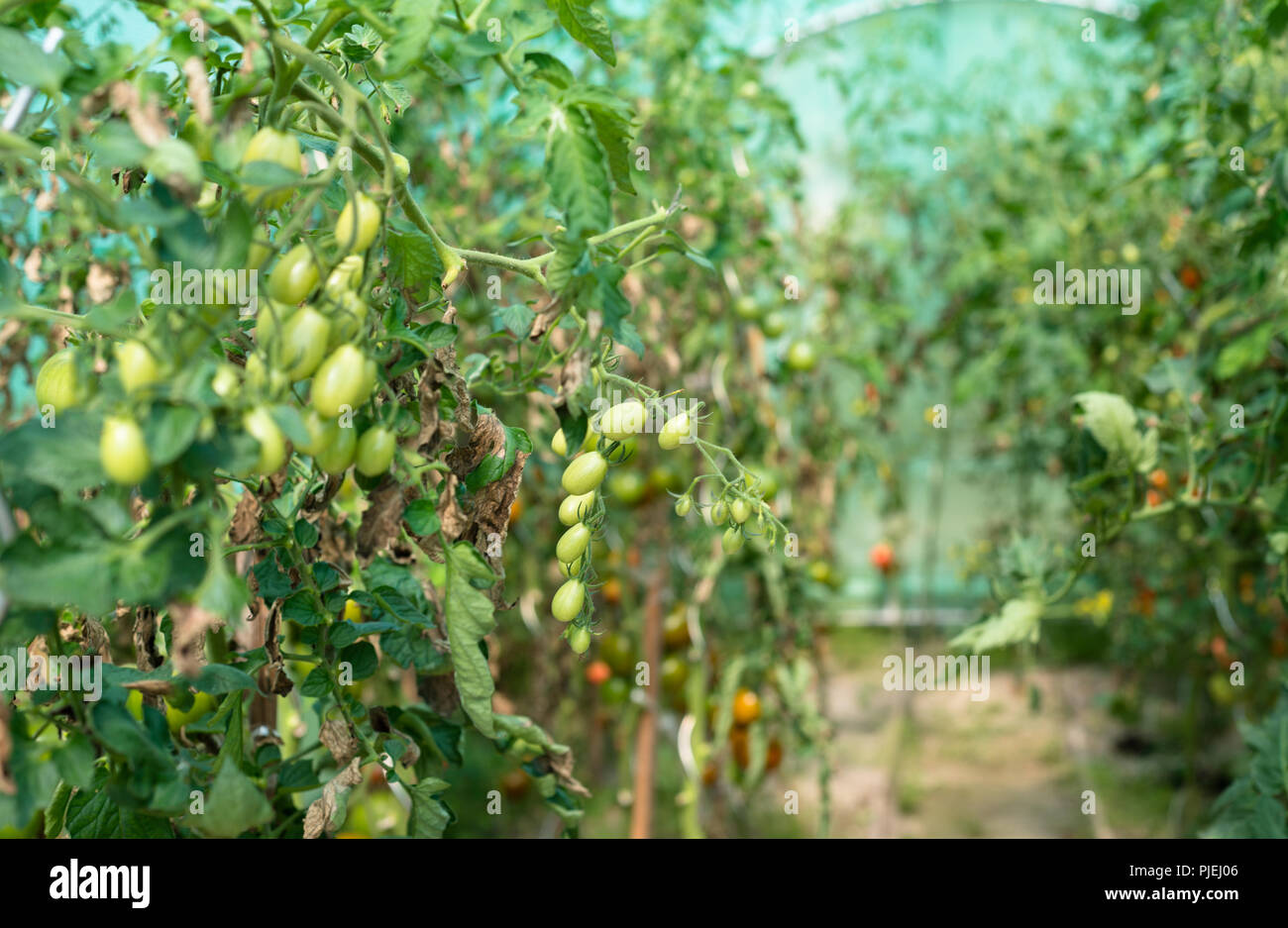 Ripening tomatoes in a summer, hot, August day in a home garden and ...