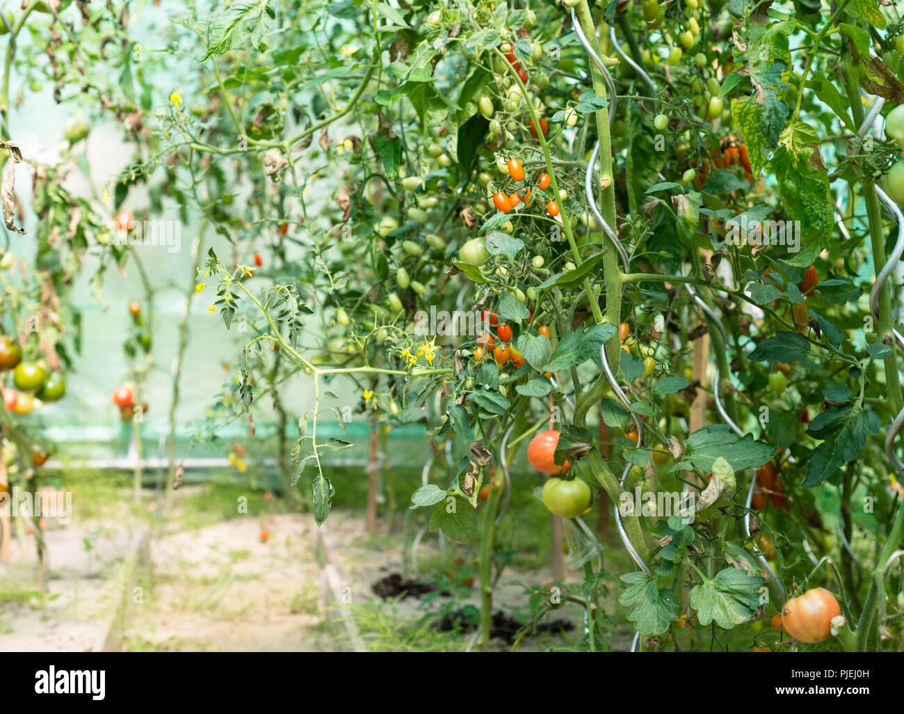 Ripening tomatoes in a summer, hot, August day in a home garden and ...