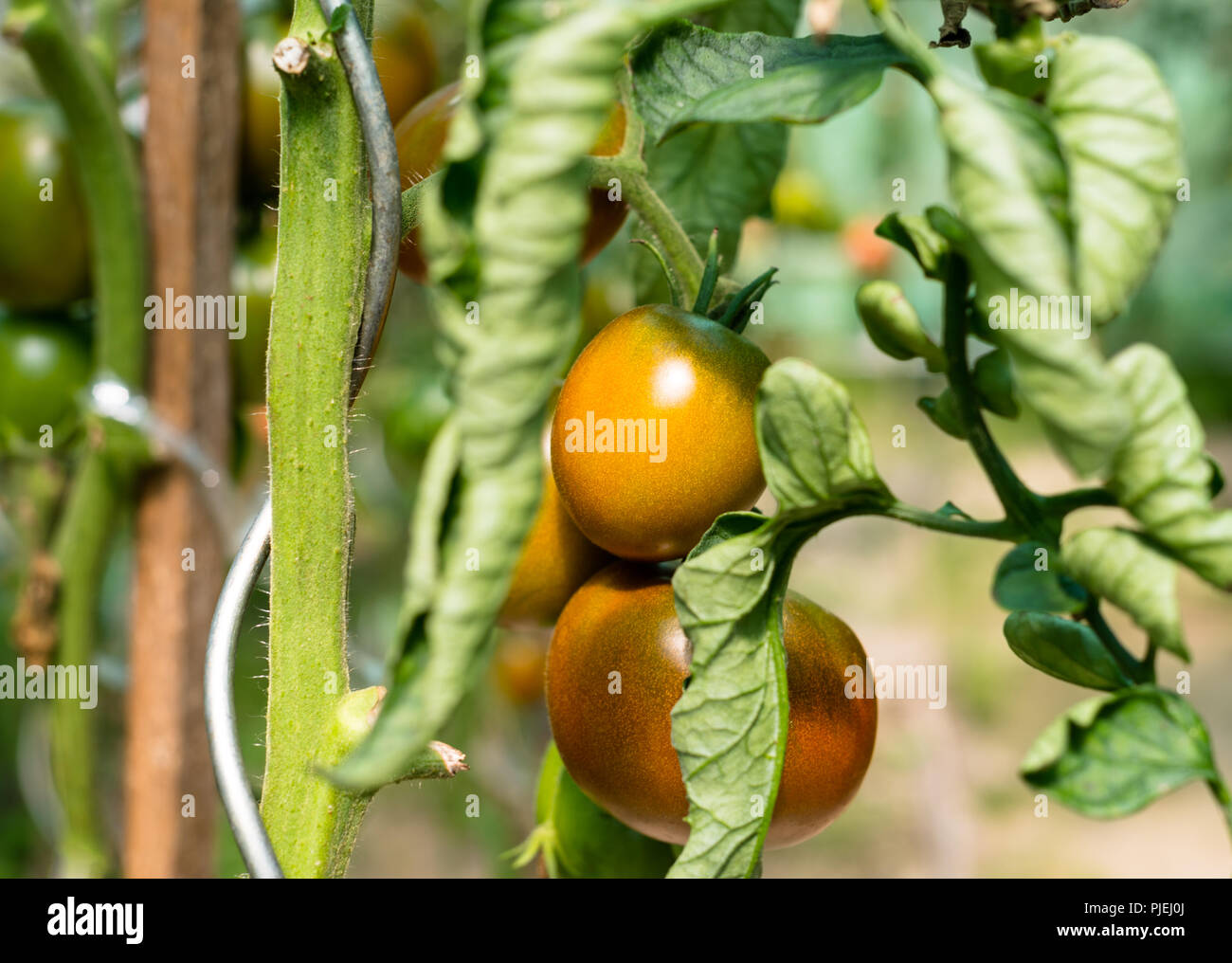 Ripening tomatoes in a summer, hot, August day in a home garden and ...