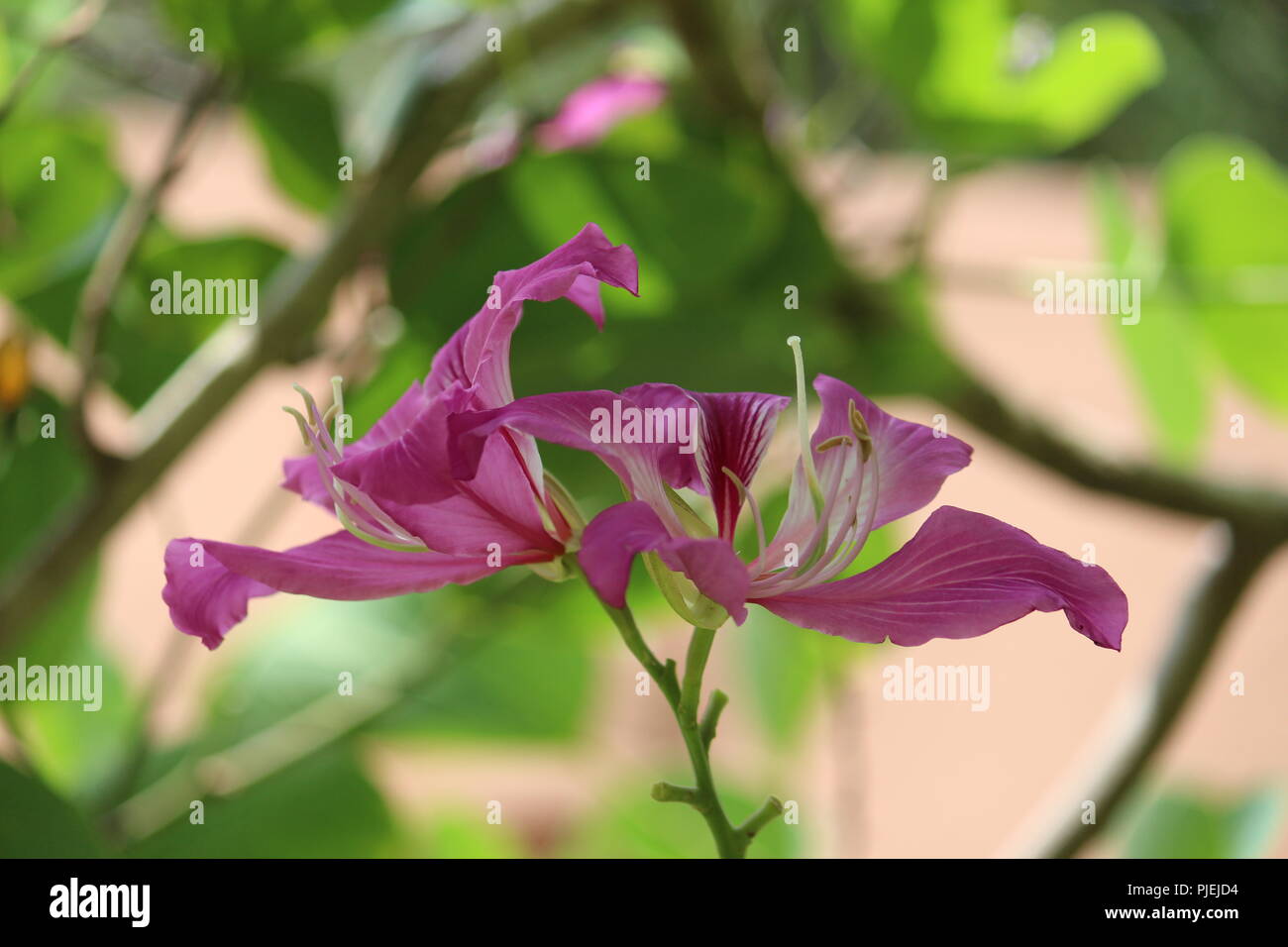 Purple tropical flower hi-res stock photography and images - Alamy