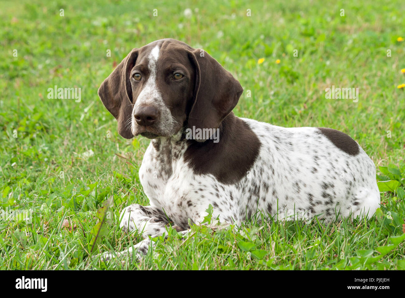 German Shorthaired Pointer German Kurtshaar One Spotted Puppy