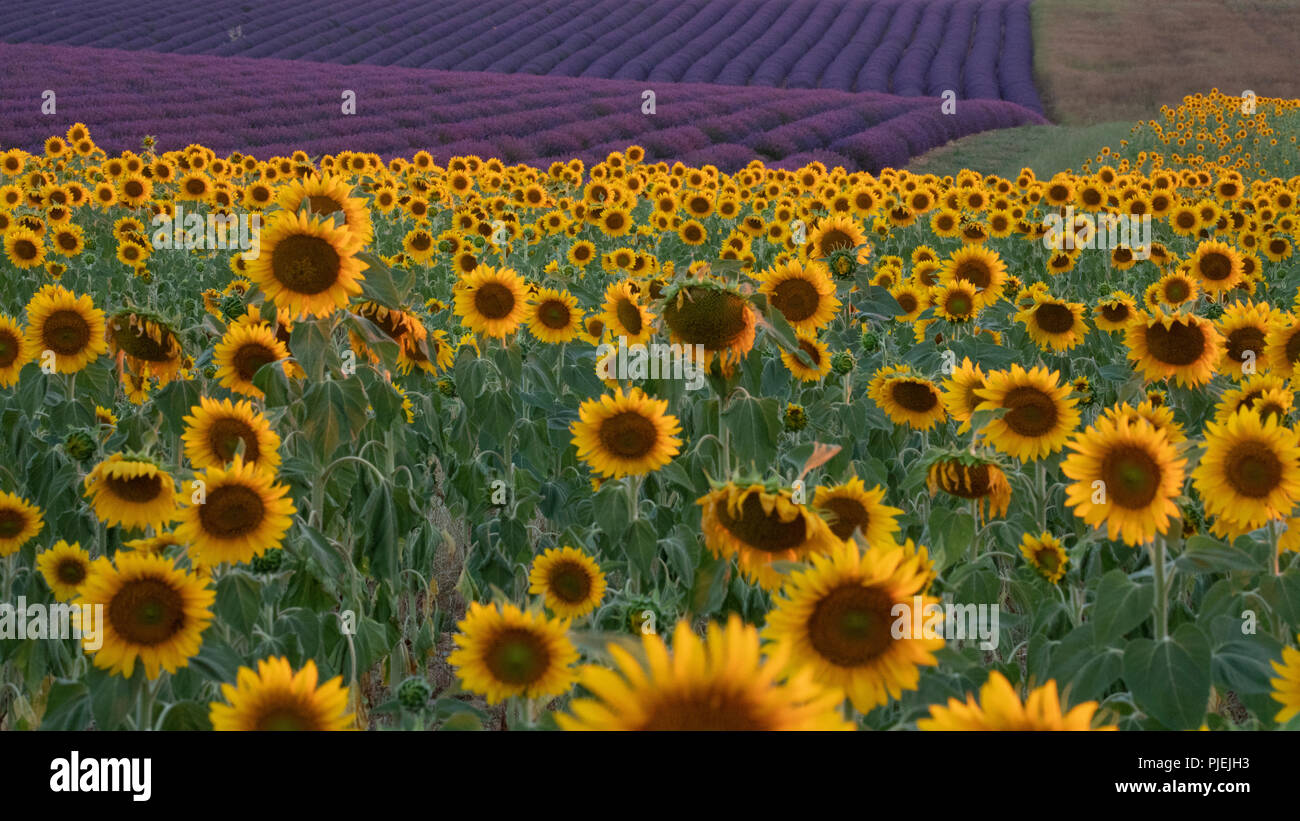 Sunset Over Sunflower Field Blooming Near Lavender Fields During Summer In Valensole Plain Of Provence France Stock Photo Alamy