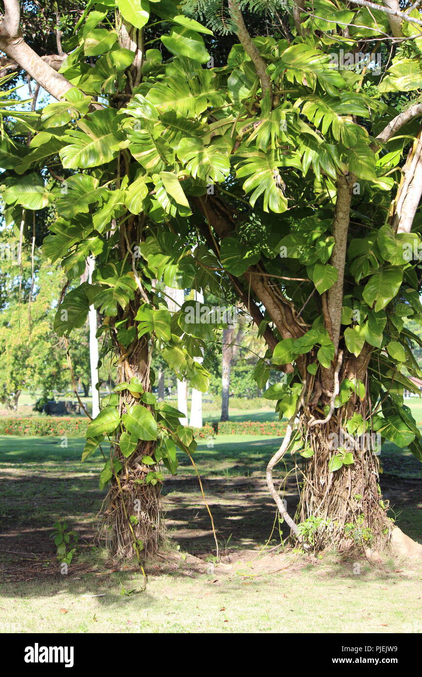 Trees with elephant ears and vines along a dirt path Stock Photo Alamy