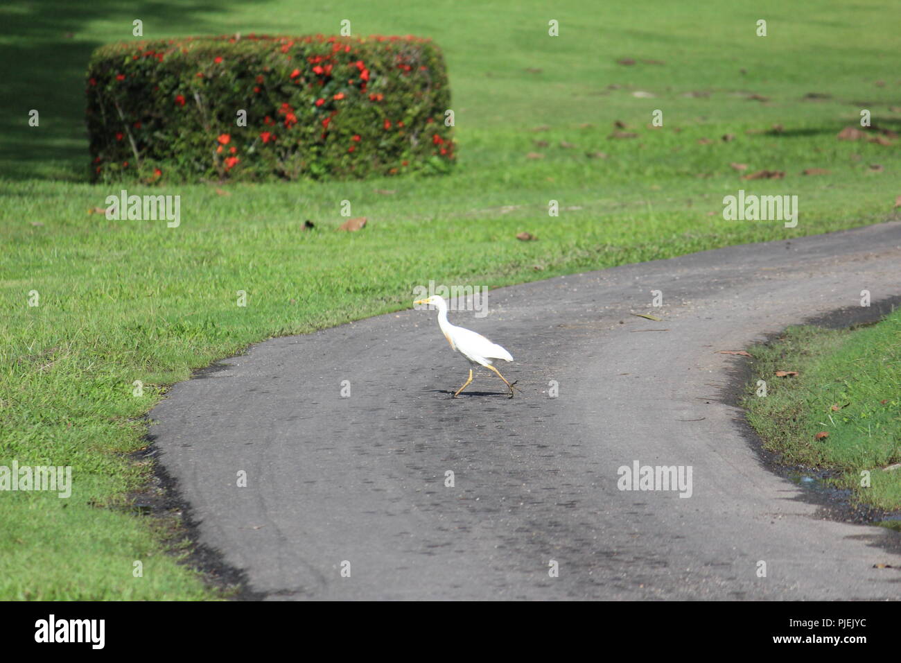 White bird crossing the road with a red flowering bush in the background Stock Photo