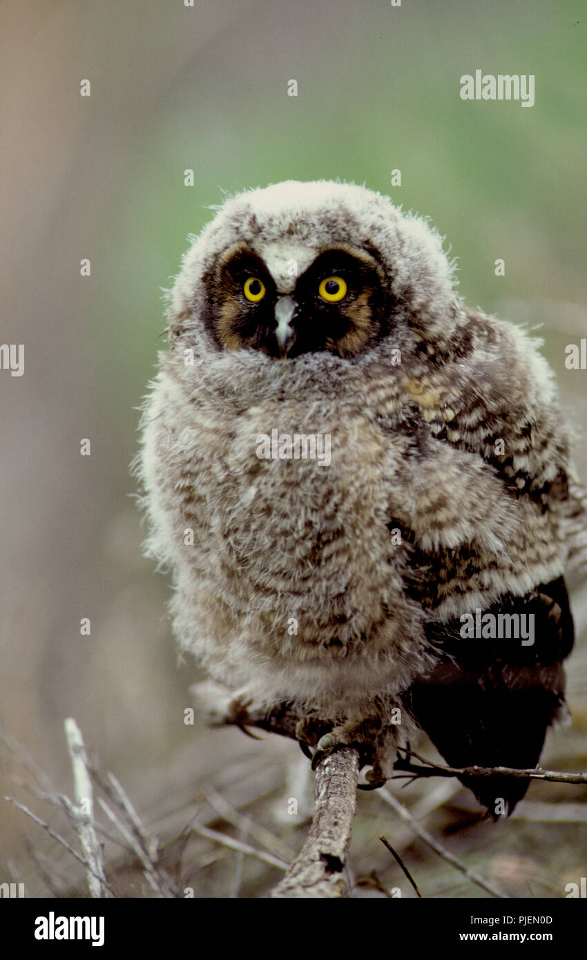 Juvenile long-eared owl (Asio otus) in the Morley Nelson Birds of Prey National Conservation Area in SW Idaho Stock Photo