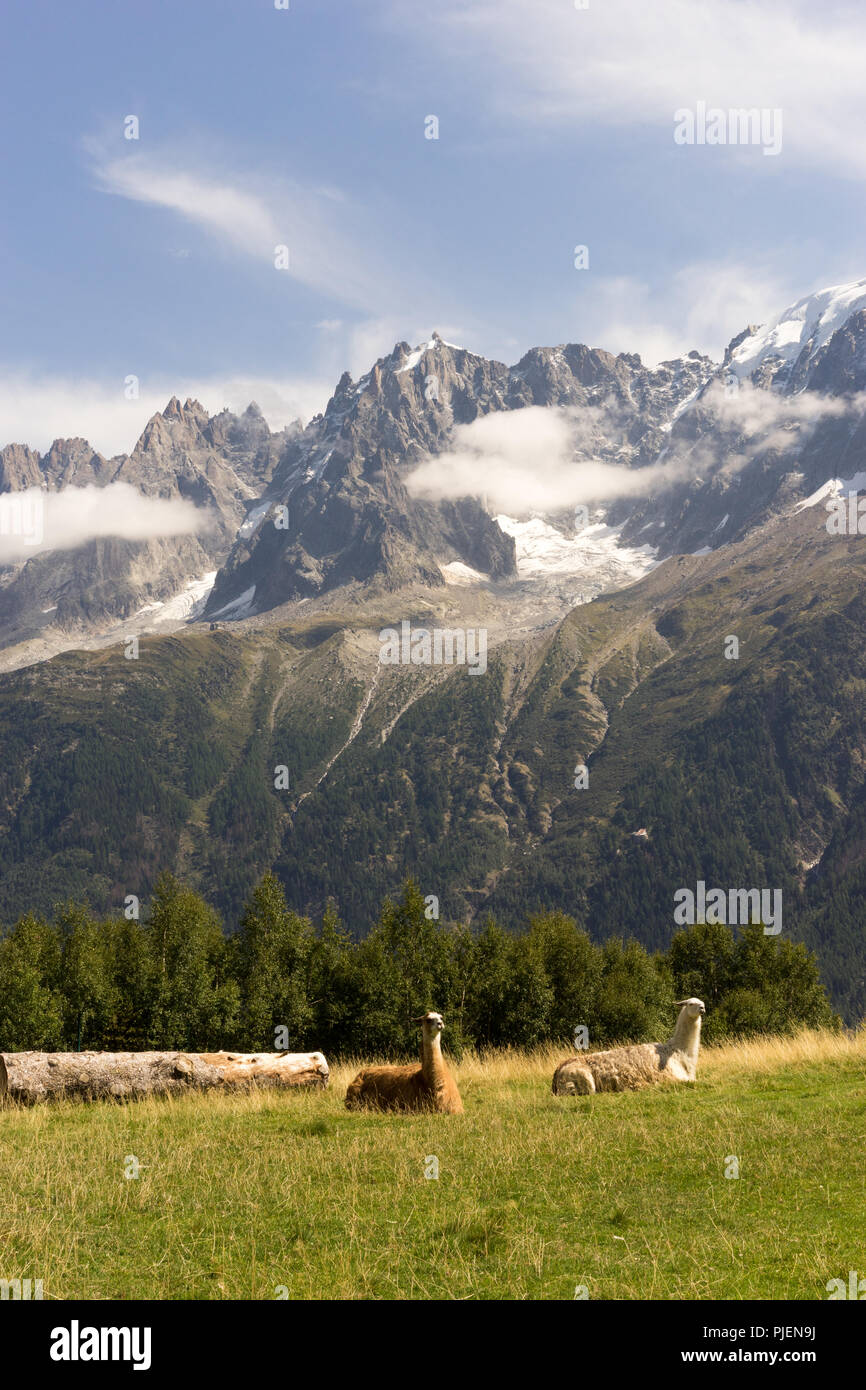 The llama (Lama glama) in Parc de Merlet on Pointe de Lapaz mountain against Mont Blanc, Les Houches, Haute-Savoie, France Stock Photo