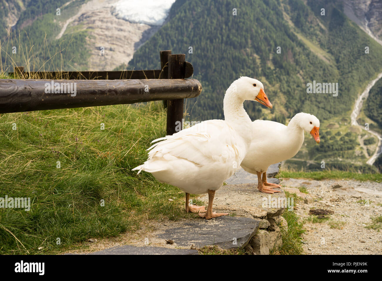 Two geese in alps with mountain background Stock Photo