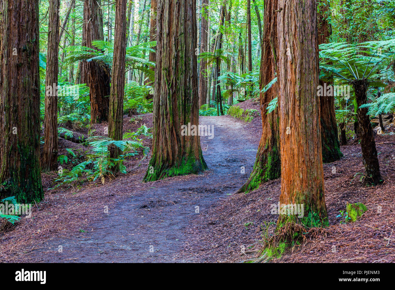 Rotorua Redwoods Forest - Riding and walking trails Stock Photo