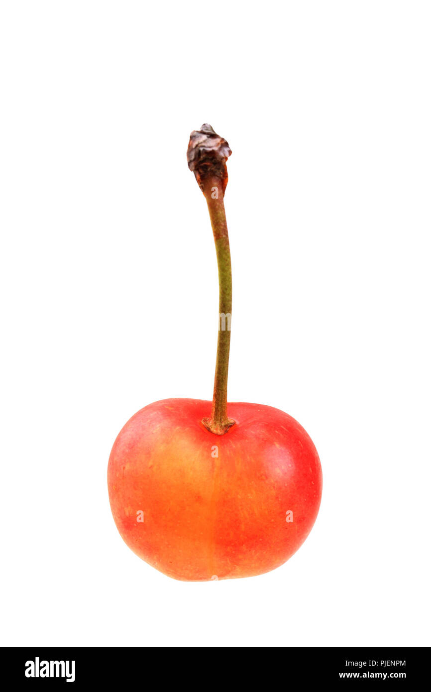 sweet cherry of the kind of white Spanish cartilage cherry, Süßkirsche der Sorte 'Weiße Spanische Knorpelkirsche' Stock Photo