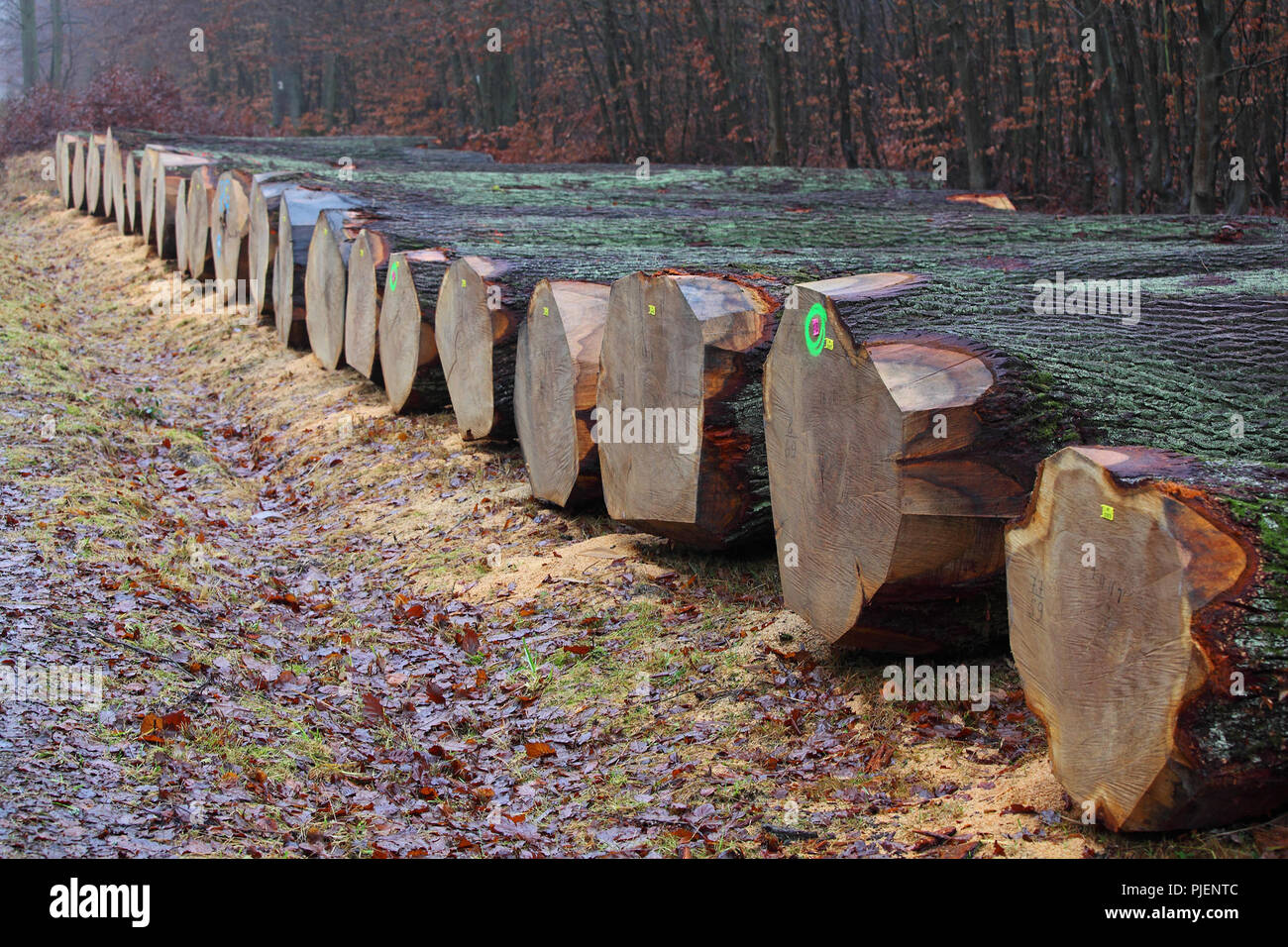 Valuable oaken trunks, veneer oaks are ready at the edge of the forest for the auction, Krofdorfer forest, village Krof, Hessen, Wertvolle Eichenstämm Stock Photo