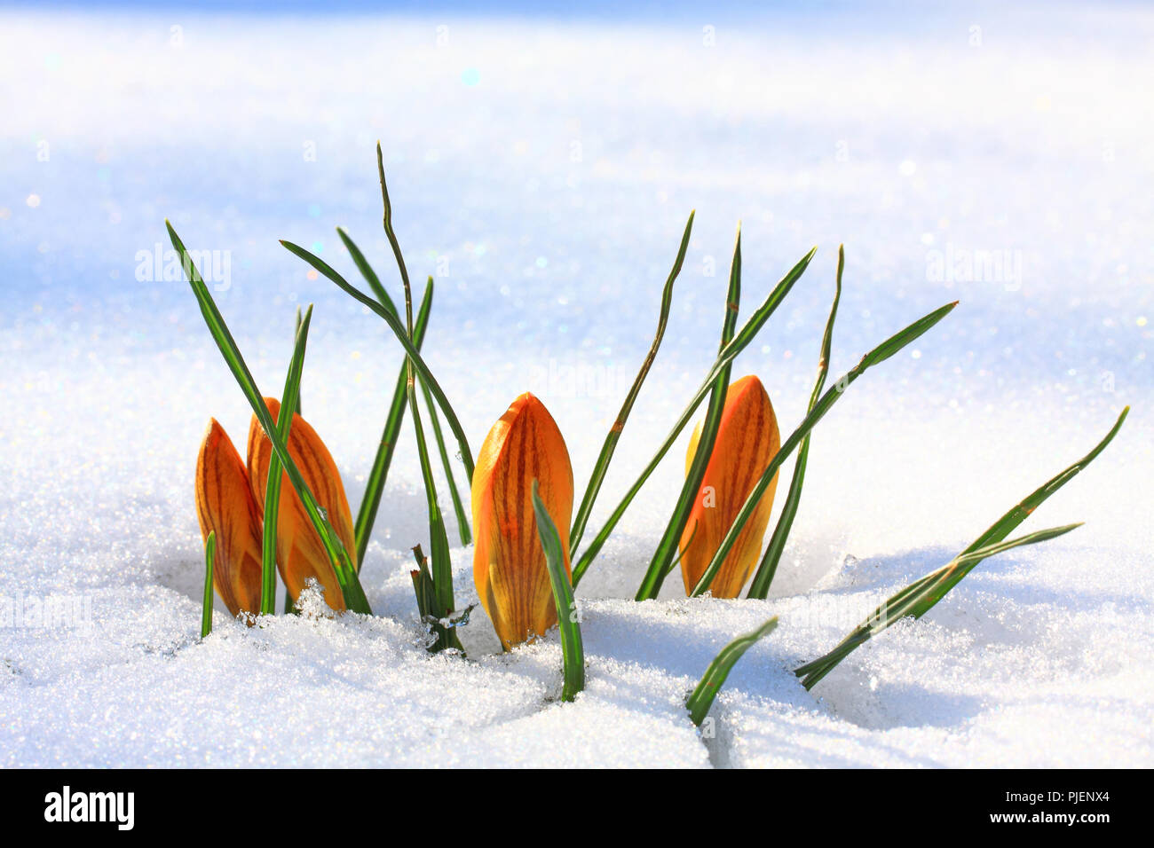 Crocus (Crocus neapolitanus), closed blossoms push by the snow, Krokus (Crocus neapolitanus), geschlossene Blüten schieben sich durch den Schnee Stock Photo