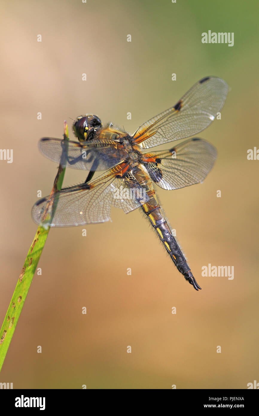Dragonfly