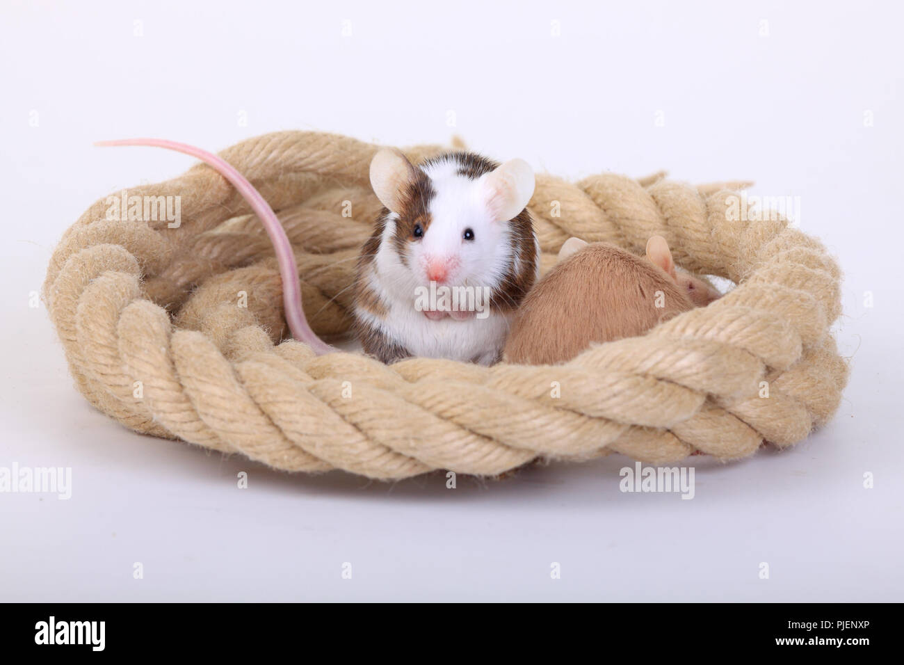 Colour mouse, mush musculus, to plays with rope, ,, Farbmaus, Mus